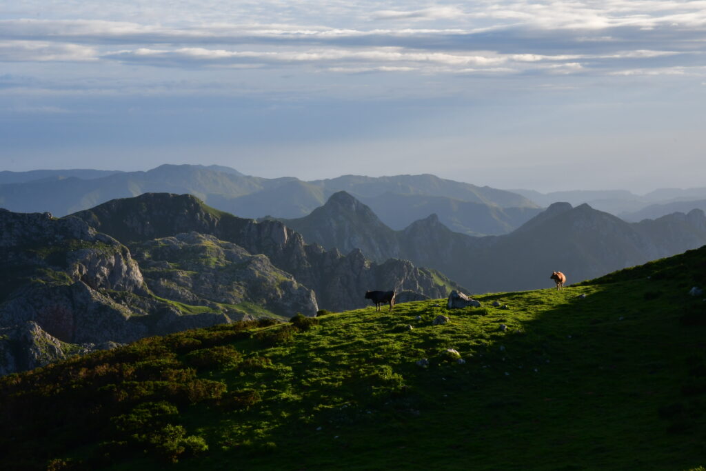 Vista panorámica de los Picos de Europa con luz de poniente y vacas pastando.